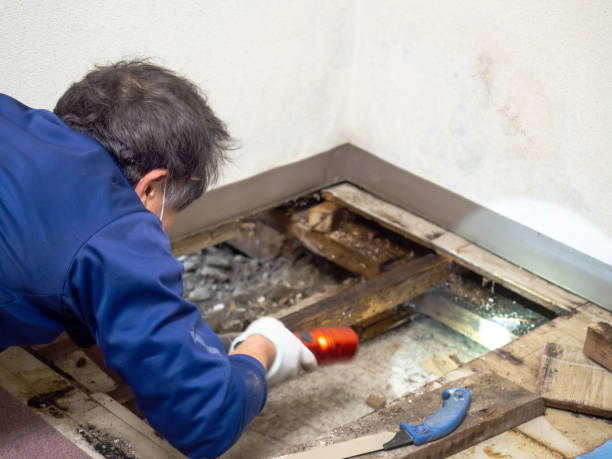 Best Attic Mold Removal  in Glens Falls North, NY