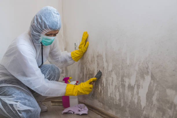 Best Certified Mold Removal  in Glens Falls North, NY