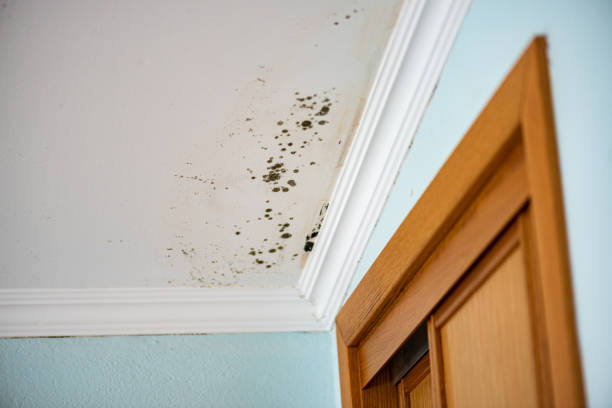 Best Emergency Mold Removal  in Glens Falls North, NY