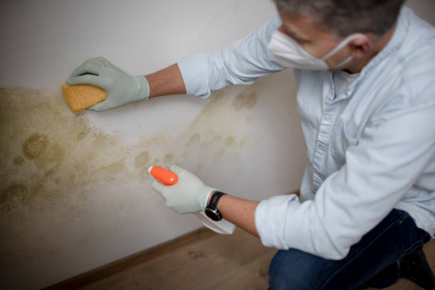 Best Residential Mold Removal  in Glens Falls North, NY