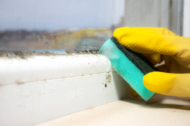 Best Black Mold Removal  in Glens Falls North, NY