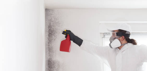 Best Mold Cleaning Services  in Glens Falls North, NY