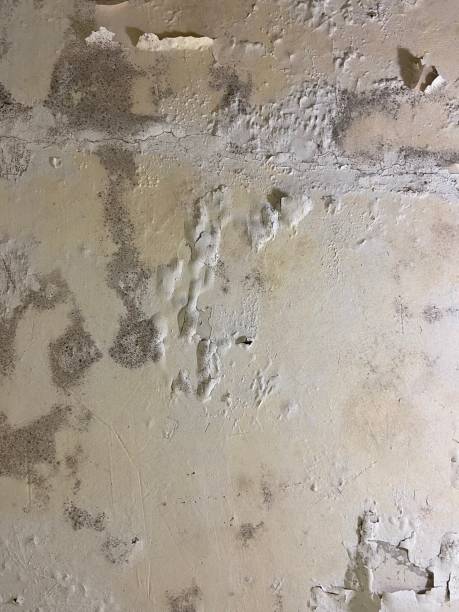 Best Mold Removal Near Me  in Glens Falls North, NY